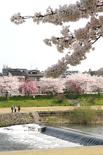 桜の写真2008